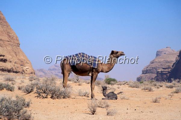 jordanie 05.JPG - Mère dromadaire et son petitDésert du Wadi Rum, Jordanie